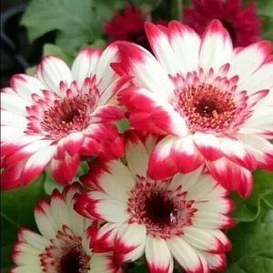 Meet your Posher, Araceli